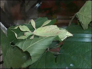 Sur celle-ci, vous pouvez apercevoir un insecte.