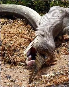 Cette image est truquée, un serpent ne peut pas manger un crocodile.