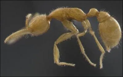 Insecte découvert en 2010, cette fourmi vit sous terre et, de ce fait, est aveugle. Quel est son véritable nom ?
