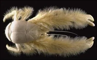 Des savants français ont découvert au large du Chili, à plus 2300 mètres de profondeur, cette espèce de crustacés vivant près des sources d'eau chaude. Il est appelé le homard poilu. Existe-t-il vraiment ?