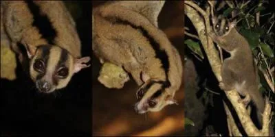 Cette nouvelle espèce présente des bandes noires sur la tête formant un "Y". Elle a été découverte en 2010 et fait penser à un(e) :