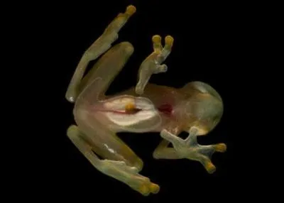 Une équipe de scientifiques a découvert en Équateur une espèce de grenouilles translucide. Eh oui, cet amphibien est en effet transparent.