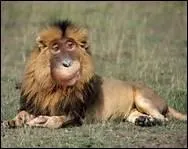 Cet animal n'a pas encore de nom mais il a été découvert en Australie par des savants anglais. Il a un corps de lion et une tête de singe. Existe-t-il vraiment ?