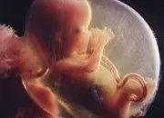 Quiz La reproduction humaine