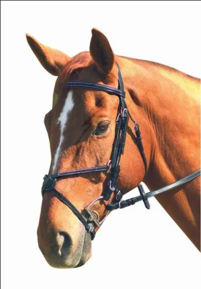 À quoi sert la muserolle croisée ?