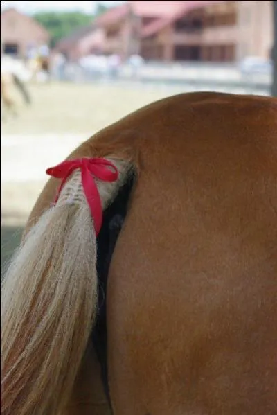 En concours, quelle est l'utilité d'un ruban rouge sur la queue d'un cheval ?