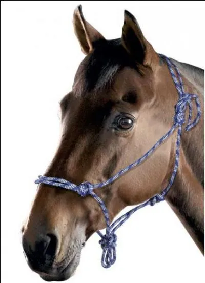 Quelle est la fonction d'un licol éthologique ?