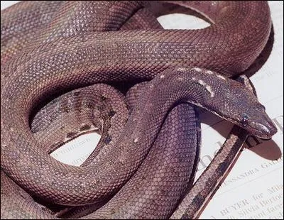 Le Boa fouisseur de l'île de Ronde était une espèce de serpent qui disparut en :