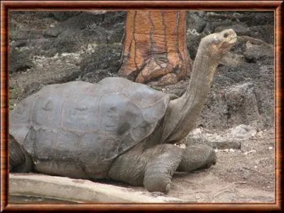 La tortue géante de l'île de Pinta, est éteint définitivement quand le dernier spécimen est mort, c'était en :