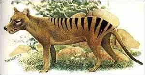Le tigre de Tasmanie, était un mammifère marsupial carnivore de la taille d'un loup, au pelage tigré. En quelle année s'est-il éteint ?