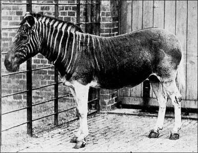 Le Quagga, était une espèce de zèbre avec un pelage aux marquages particuliers. En quelle année a-t-il disparu ?