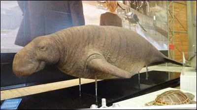 La Rhytine de Steller, aussi connue sous le nom de vache de mer, était un gros mammifère marin. En quelle année a-t-il disparu ?