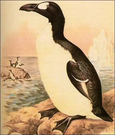 Le Grand pingouin, était de la famille des alicidés, il était incapable de voler.
En quelle année s'est-il éteint ?