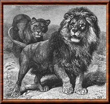 Le Lion du Cap, était une sous espèce de lion, victime de la chasse, il s'éteint définitivement en :