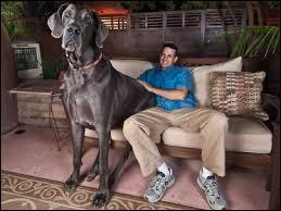 De quelle race est le plus grand chien du monde ?