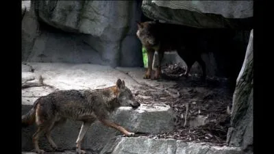 De ces trois interprètes, qui chanta : Les loups (sont entrés dans Paris) ?