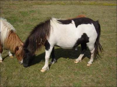 Quelle est cette robe ?