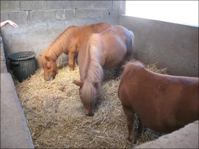 Quelle est la robe de tous ces poneys shetland ?