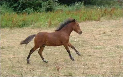 Quelle est la robe de ce poulain ?
