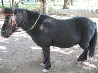 Quelle est la robe de ce poney ?