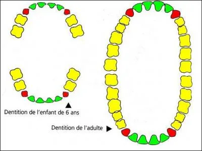 L'enfant possède 4 canines et 8 incisives, mais l'adulte lui, combien ?