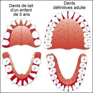 Combien un adulte a-t-il de dents ?