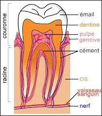 Comment s'appellent les fils qui servent à faire tenir la dent debout ?