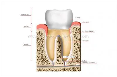 L'adulte possède 20 molaires, mais combien l'enfant en possède-t-il ?