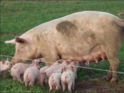 Combien de paires de mamelles possède une truie ? Sachant qu'elle peut avoir de 5 à 19 porcelets.