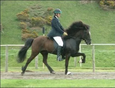 Quel nom est celui d'une allure particulière ?