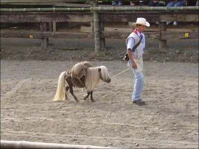 À quelle race les plus petits chevaux appartiennent-ils ?