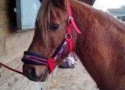 Quiz Galop 1