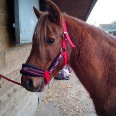 Quiz Galop 1