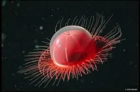 De quelle couleur est cette jolie méduse, en suédois ?