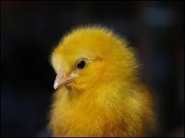 De quelle couleur est ce petit poussin, en suédois ?