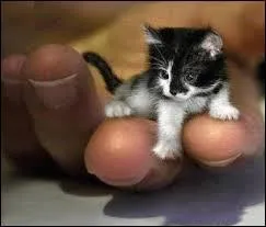 De quelles couleurs est ce mignon petit chat, en suédois (2 couleurs) ?