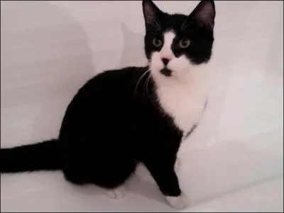 Quelle est cette race de chien ?