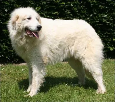 Quelle est cette race de chien ?