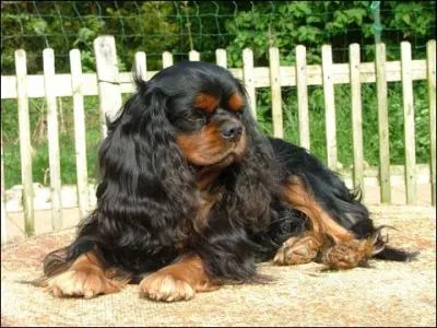 Quelle est cette race de chien ?