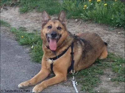 Quelle est cette race de chien ?