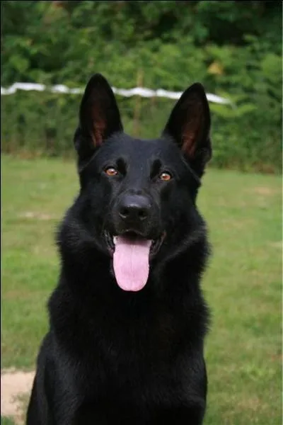 Quelle est cette race de chien ?