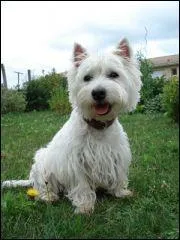 Quelle est cette race de chien ?