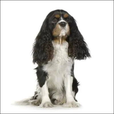 Quelle est cette race de chien ?