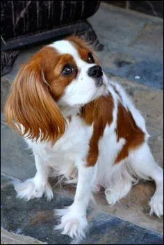 Quelle est cette race de chien ?