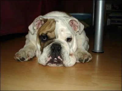 Quelle est cette race de chien ?