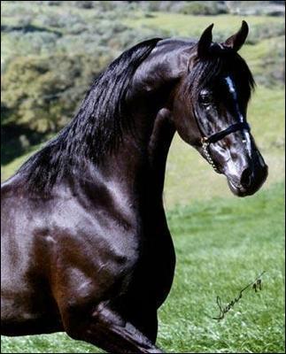 Quelle est la robe de ce beau cheval arabe ?