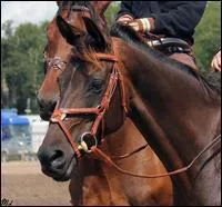 De quelle couleur est la robe de cette jument ?