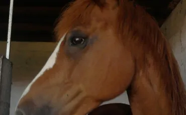 Quiz Galop 4