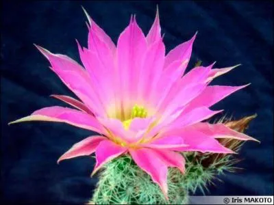 Est-elle une fleur ou un plante ? Et de quel type ?