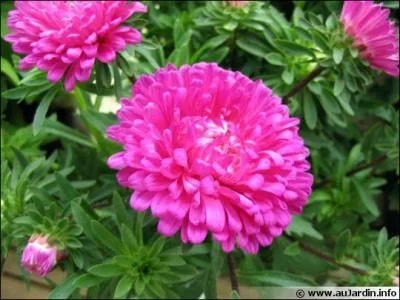 Quel est le type de cette fleur ?